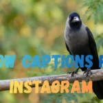 Crow Captions for Instagram