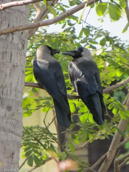 Crow Captions for Instagram