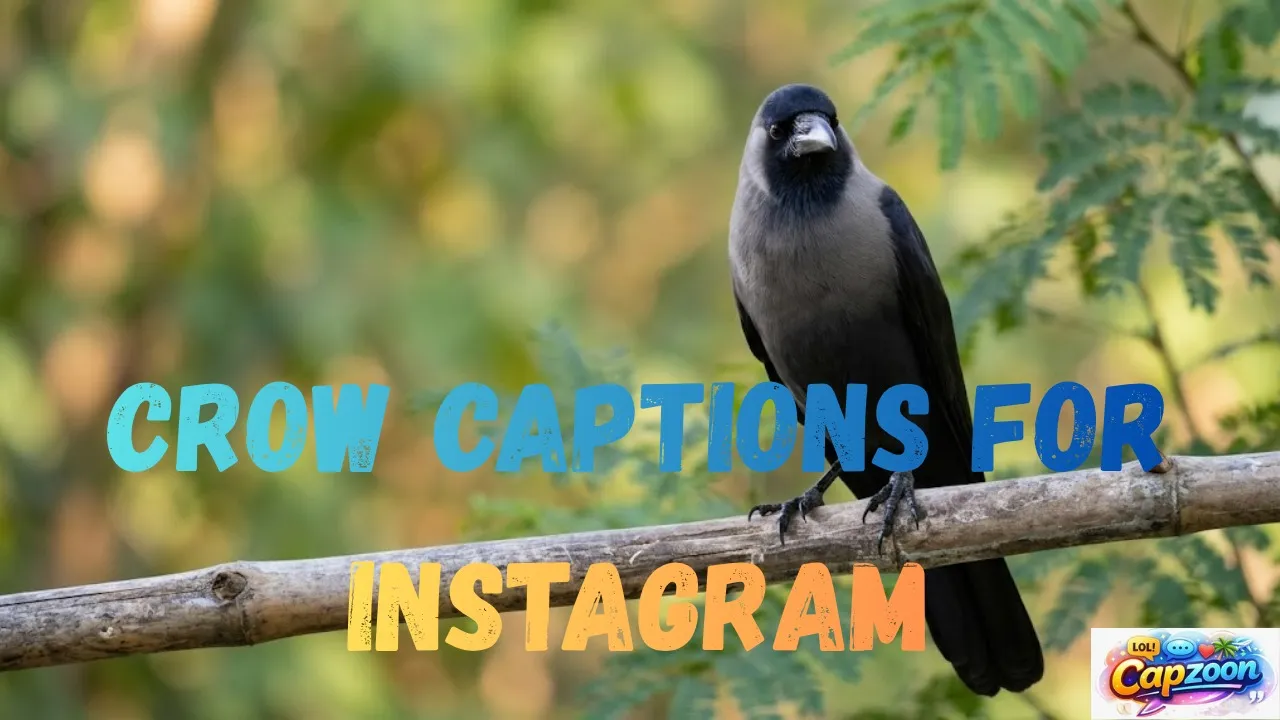 Crow Captions for Instagram