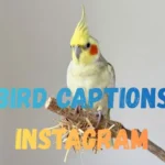 Pet Bird Captions for Instagram