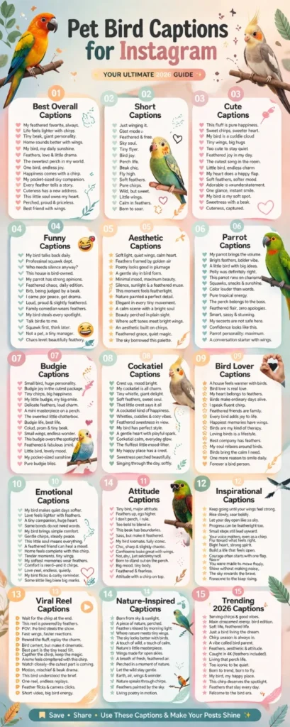 Pet Bird Captions for Instagram