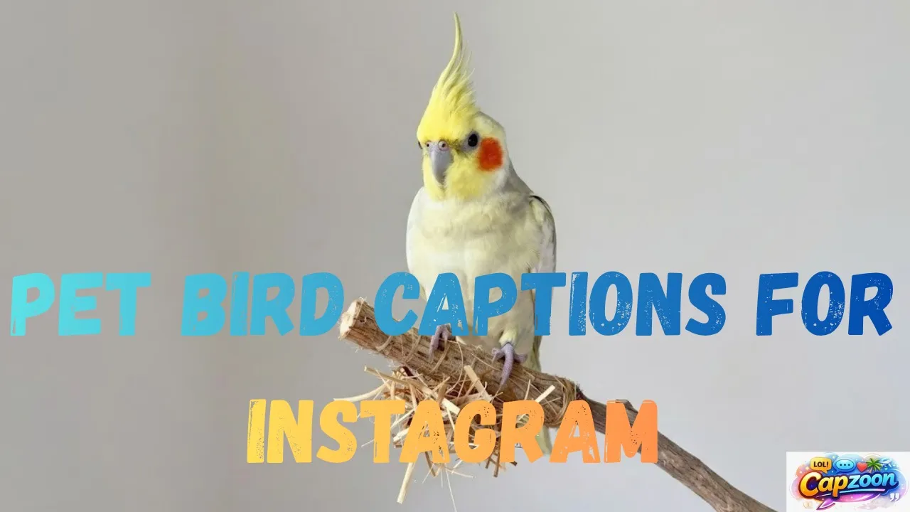 Pet Bird Captions for Instagram