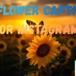 Sunflower Captions for Instagram
