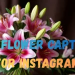 Lily Flower Captions for Instagram