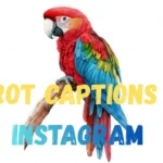 Parrot Captions for Instagram