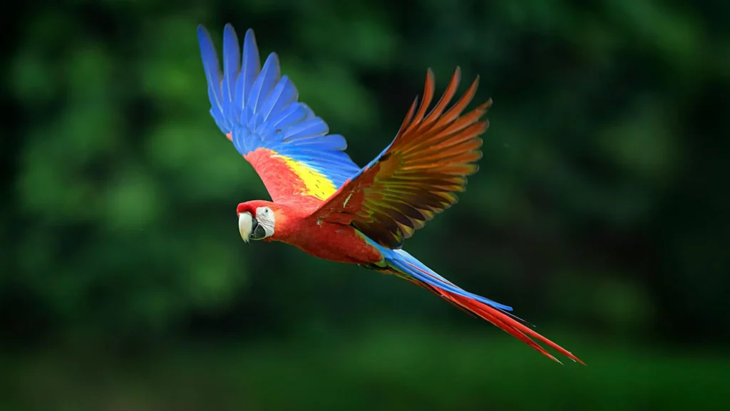 Parrot Captions for Instagram