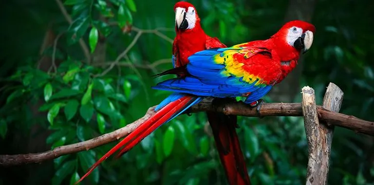 Parrot Captions for Instagram