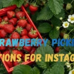 Strawberry Picking Captions for Instagram