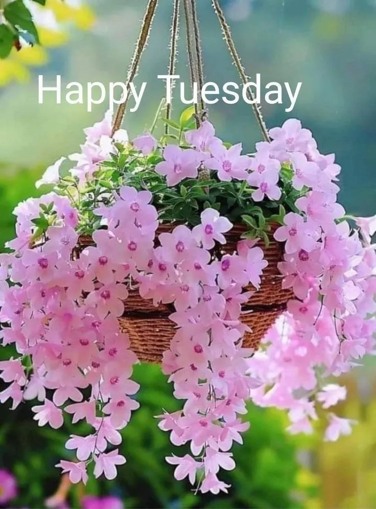 Tuesday Captions for Instagram