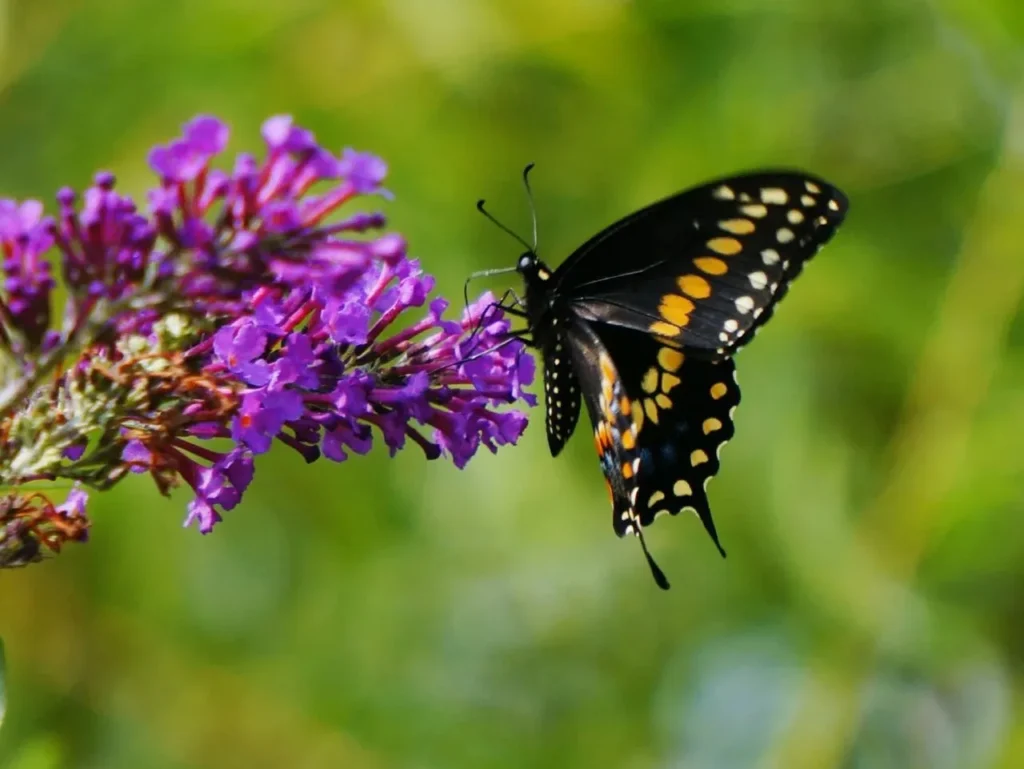 Butterfly Captions for Instagram