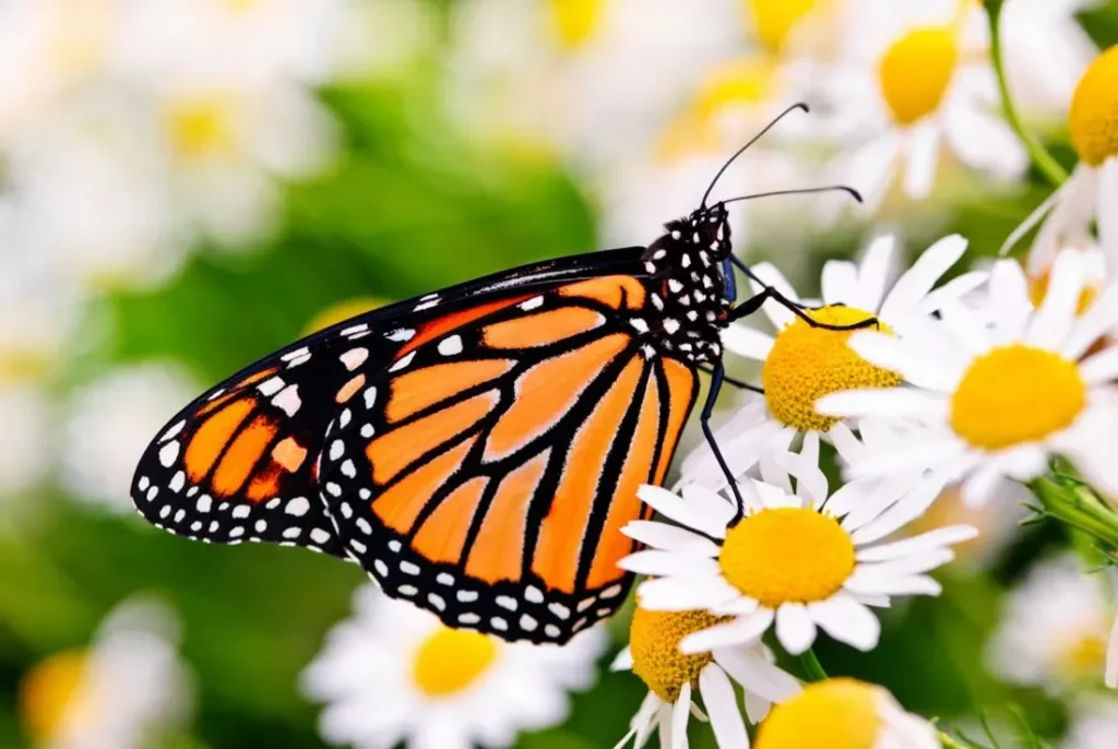 Butterfly Captions for Instagram