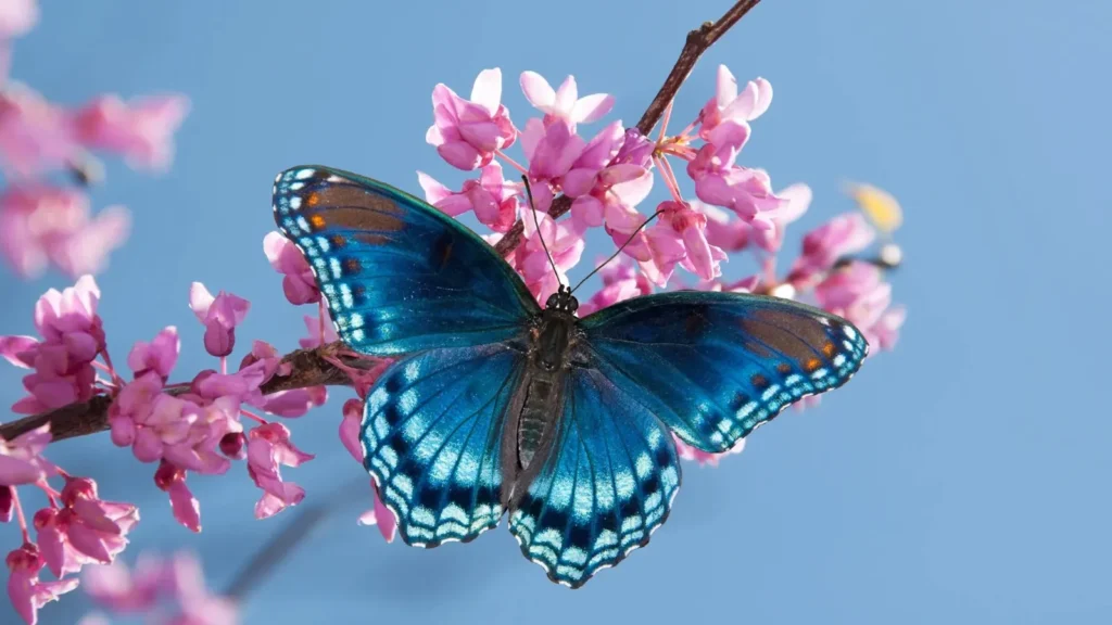 Butterfly Captions for Instagram