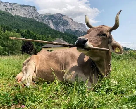 Cow Captions for Instagram