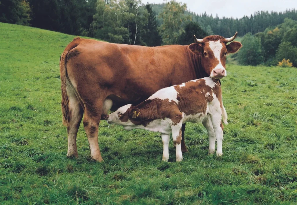 Cow Captions for Instagram