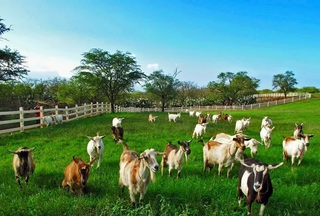 Farm Captions for Instagram
