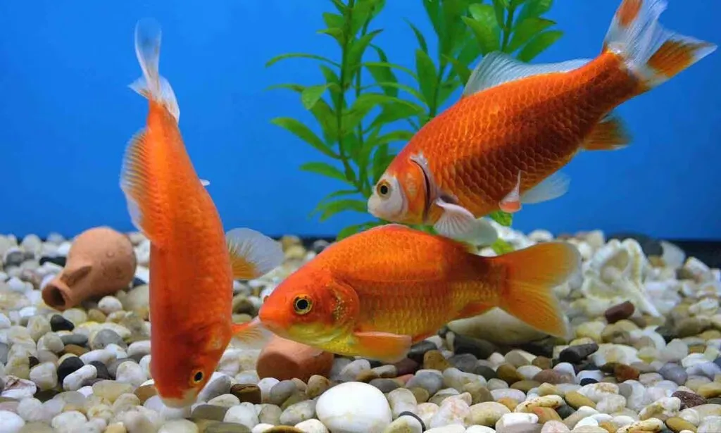 Fish Captions for Instagram