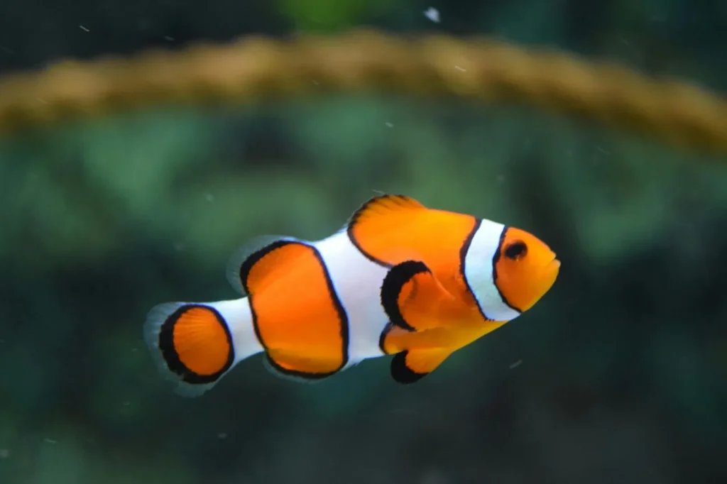 Fish Captions for Instagram