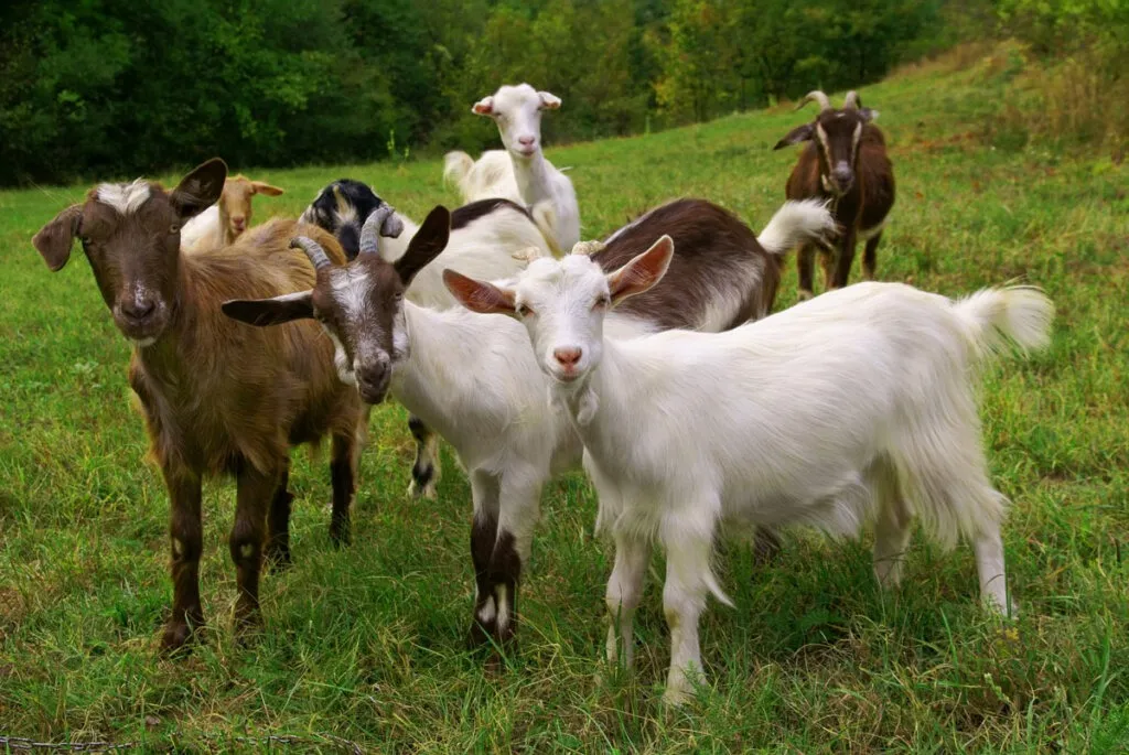 Goat Captions for Instagram