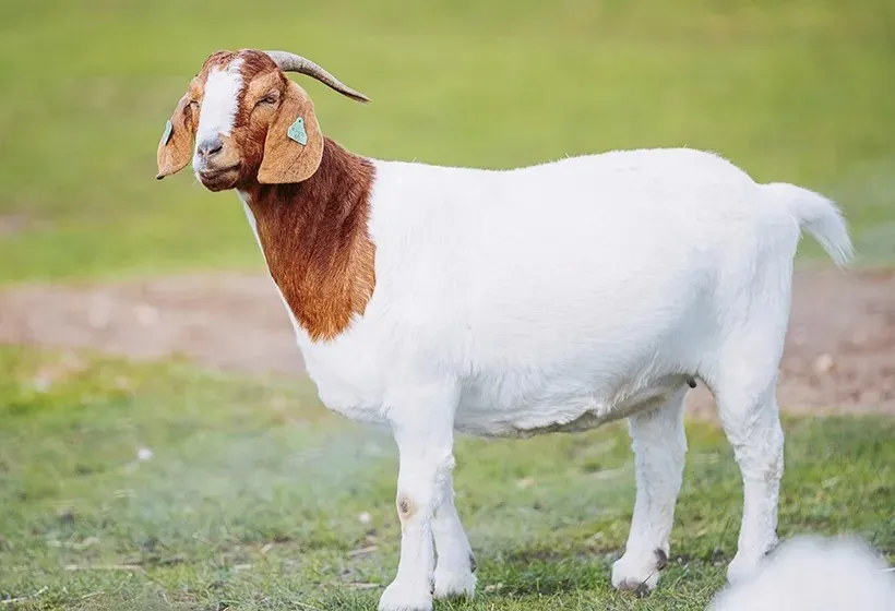 Goat Captions for Instagram
