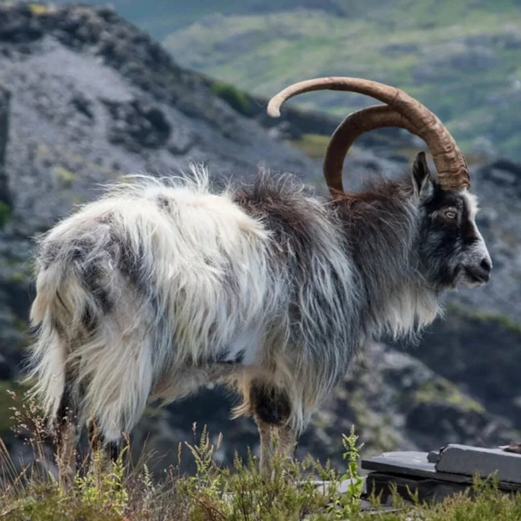 Goat Captions for Instagram