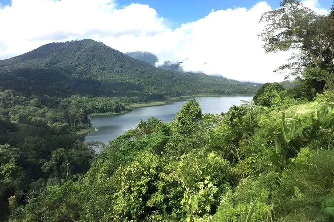 Jungle Captions for Instagram