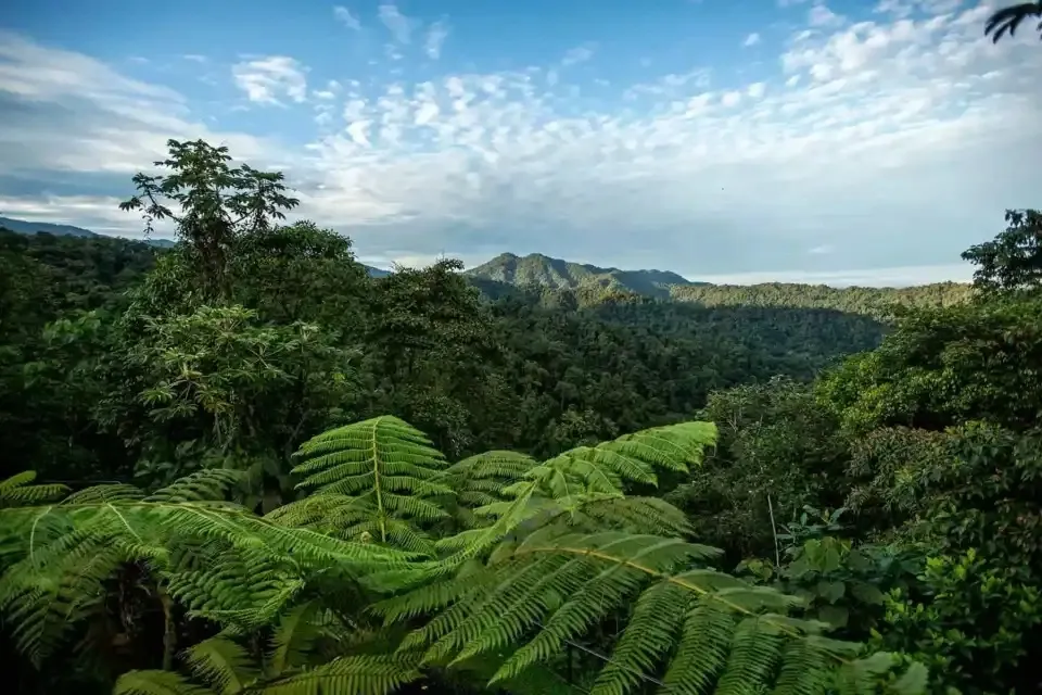 Jungle Captions for Instagram
