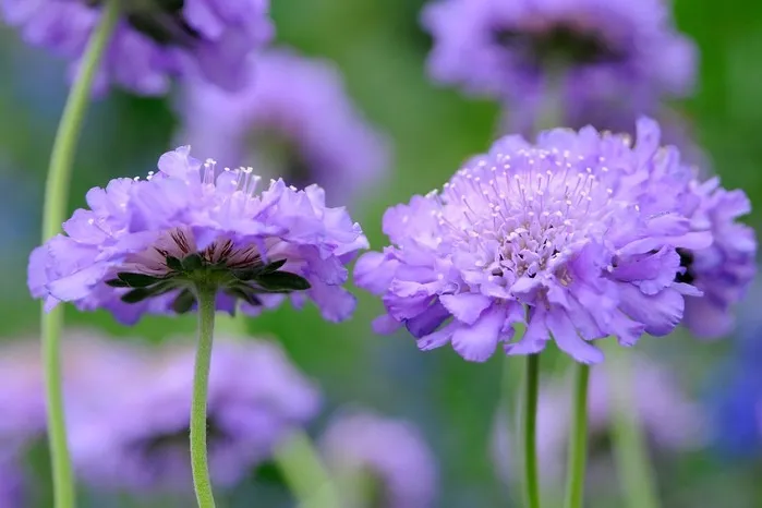 Purple Captions for Instagram