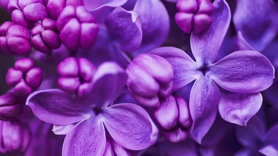 Purple Captions for Instagram